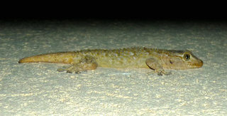 gecko 2