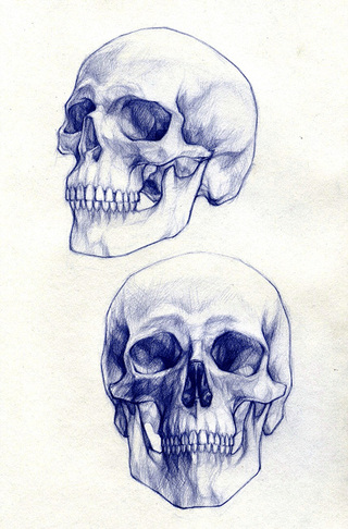 skulls 1 and 2