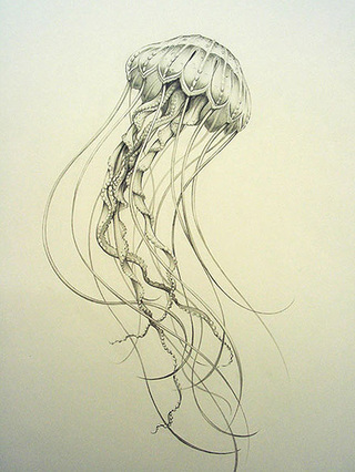 Jellyfish, 2005