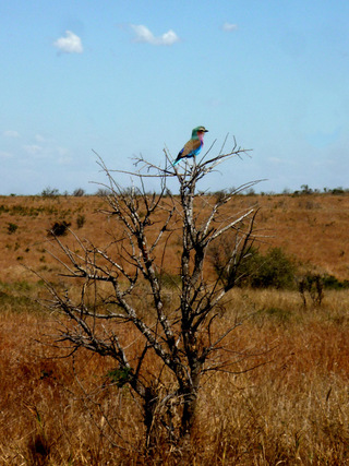Kruger / Afrique du Sud