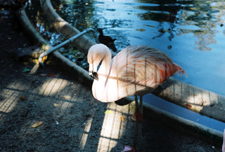 35mm Color-Negative, 2014