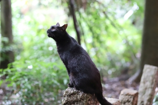 A cat in Kyoto