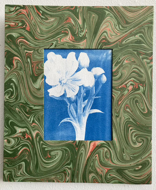 "Droséra, fleur de carnivore"