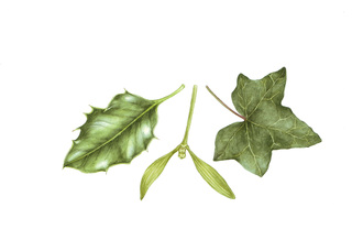 Holly, mistletoe and ivy