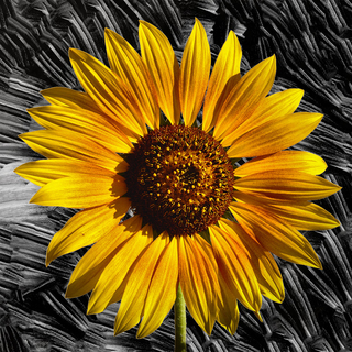 Sunflower de Favas