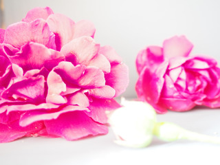 Roses are red /2/