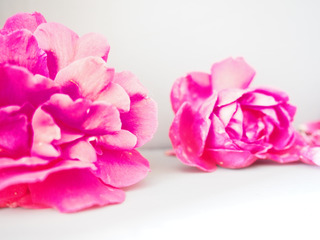 Roses are red /1/