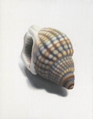 貝殻-2　acrylic on canvas 180×140(mm)　2020