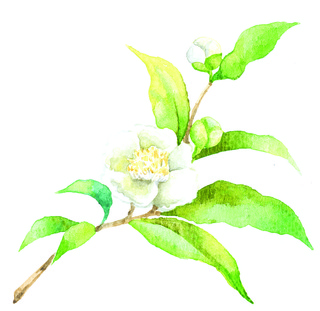 web記事用イラスト