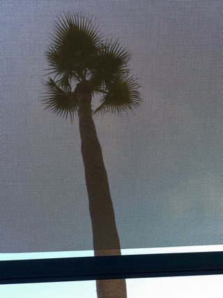 ' palm tree behind ...' 