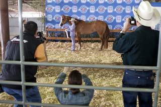 Star of Texas Fair and Rodeo, Austin, TX, 2007