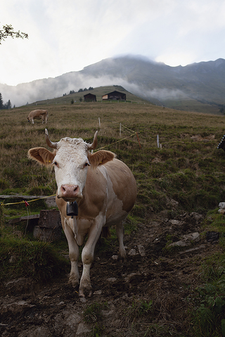 Alpsommer: Rosamunde vor der Wysse Flue